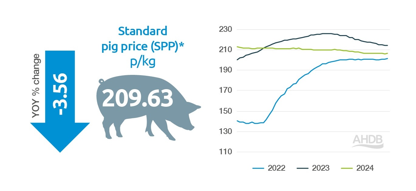 GB standard pig prices 2024